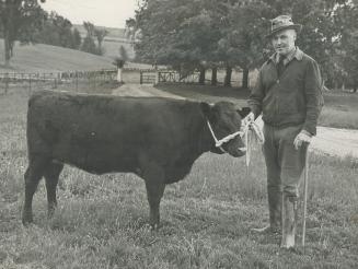 To the aid of bomb victims. Hon. Earl Rowe, M.P., is shown above with the pure-bred shorthorn heifer he has donated for a lucky draw for the Red Cross(...)