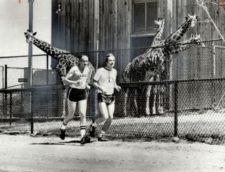 Rubberneckers? A couple of giraffes watch Ron Barbaro (left) and Allan Scott as they practise for The Sunday Star Trek, which will be held at the Metr(...)