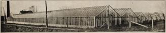 W. J. Lawrence greenhouses, Roselawn Avenue, north side, between Yonge Street and Duplex Avenue ...