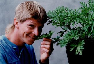 Smell of success: Tony Boerkamp hopes to make his fortune on the citrosa, a Dutch-bred hybrid plant that repells mosquitos and blackfiles.