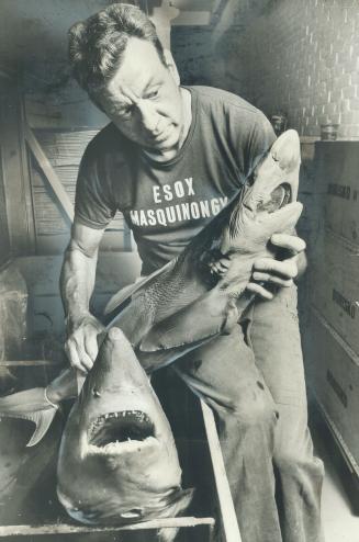 Don't worry, they're pickled. Dr. E. J. Crossman, head of the Royal Ontario Museum's department of ichthyology and herpetology, checks two sharks he has taken from an alcohol solution. He's making the checks as the museum moves 1 million fish specimens to a warehouse during renovations.