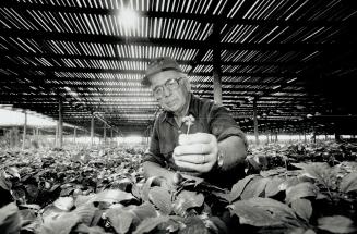 Changing with times: Former tobacco farmer Ray Clement, 67, switched to growing ginseng on his farm near Delhi in 1982 when he realized Ray Clement, 67, swithced to growing ginseng the strength of the anti-smoking movement.