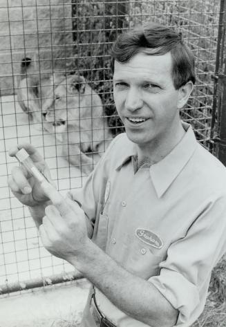 Lion Tamer: Dr. Graham Crawshaw holds the contraceptive implants that are used at the Metro zoo on animals such as the lioness, Brenda, in the cage.
