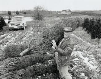 A tall order: Mike Crosby, owner of Erin Tree Farm in Erin Township, shoulders a Scotch pine Christmas tree and prepares it for shipment. His pay-and-cut farm is on Concession 10, 4 kilometres north of Highway 24.