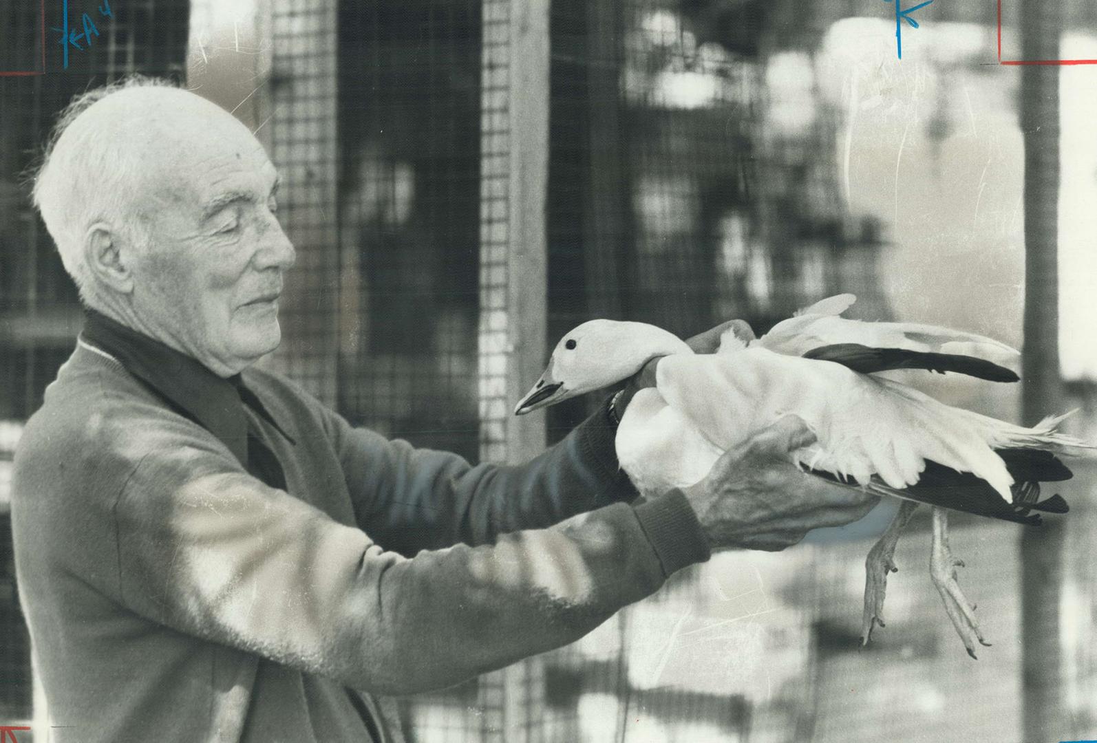 Uncle Frank Dawson tends to one of his injured wildfowl at his 3 3/4-acre conservation area on Elmcrest Rd. The 83-year-old bachelor has been patching up injured birds for as long as anyone can remember. With a small creek running through the back, his property has become a haven for hundreds of waterfowl. He has lived in the same house for over 50 years and has raised a varietyof birds. But Dawson can't recall when people started to bring birds to him, he said.