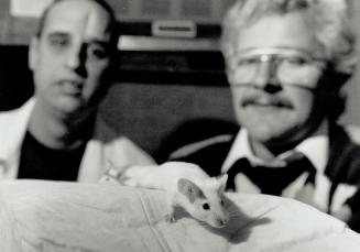 Mighty mouse: Geneticist John Dick's lab has created a mouse with human blood, which will aid research.