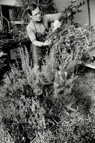 Endangered species: Barry Dimock's Herb Homestead, which offers a delightful variety of the plants, is struggling for survival.