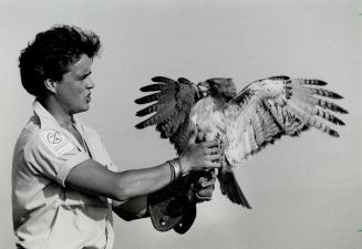 Modern Falconer: Wildlife control officer Keith Everett subdues a wild red-tall hawk at Pearson Airport. His company is hired to keep birds and wild animals off the runways and out of aircraft engines.