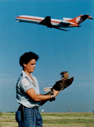 Which bird is prey here?, That wild red-tall hawk on Keith Everett's gloved hand was captured at Pearson International Airport.