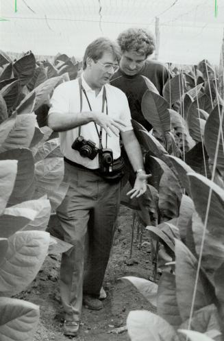 Smell of Success: Tom Hinds, lefts, and Michael Nourl inspect tobacco crop in Cuba, Havana factory turns out cigars for export.