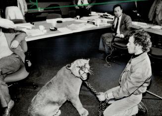 Snarly protest: Animal trainer Mike Klingbell takes exception to a proposed North York ban on exotic animals and, to prove they can be tamed, he brought a 150-pound cougar to the legislation committe