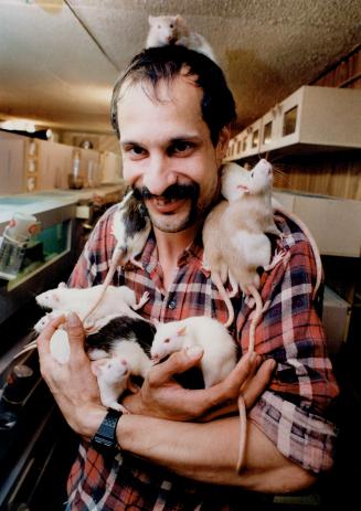 Clean little rats: Garry Knapp raiss rats in the basement of his scarborough home. Tje creatures are more popular than gerbils in one pet store.