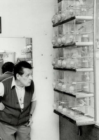 Singing beauties: You have to raise you voice to be heard above the canaries in Joe Mager's barber shop, but Mager says the 18 birds are his greatest pleasure