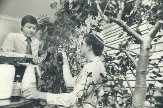 Moment of high drama in the world of plants comes whenplant doctor Brian Murphy, right, diagnoses the ills of the ficus Benjamina, the pride of Don Lerner, left, Murphy is checking the light readin inthe area in which the plant is kept