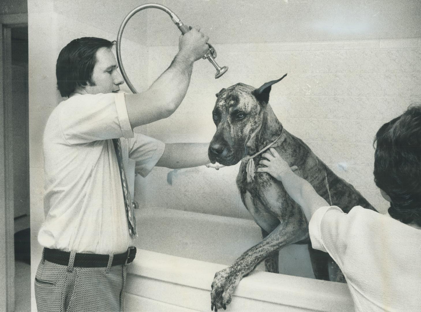 Albert, a great dane, gets a bath from Carol and Jamie Parker who have operated a boarding kennel for pets in North York for the past 10 years