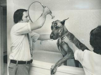 Albert, a great dane, gets a bath from Carol and Jamie Parker who have operated a boarding kennel for pets in North York for the past 10 years