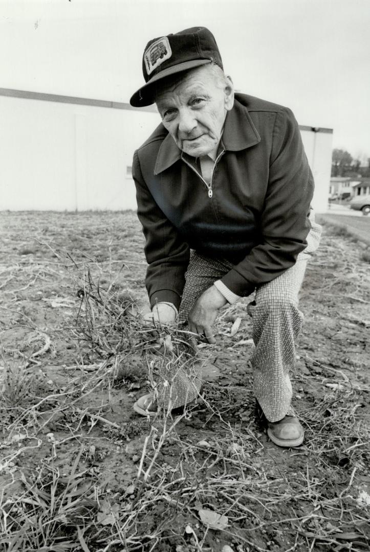 What's left: Jack Orrock, 80, shows what is left of the vegetable garden he used to tend behind the beer in Woodbridge.
