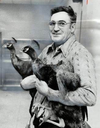 Humane Society Inspector Wilf Patey holds two make peacocks he captured last night on Balliol St