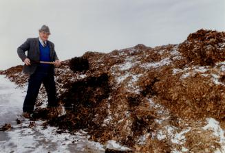 Leaf Haul: Dave Pallett checks out city leaves in a huge compost pile on his Mississauga farm
