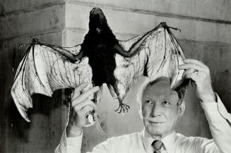 Bat man: Randolph Lee Peterson, the Royal Ontario Museum's expert on bats, holds up a bat known as a flying fox