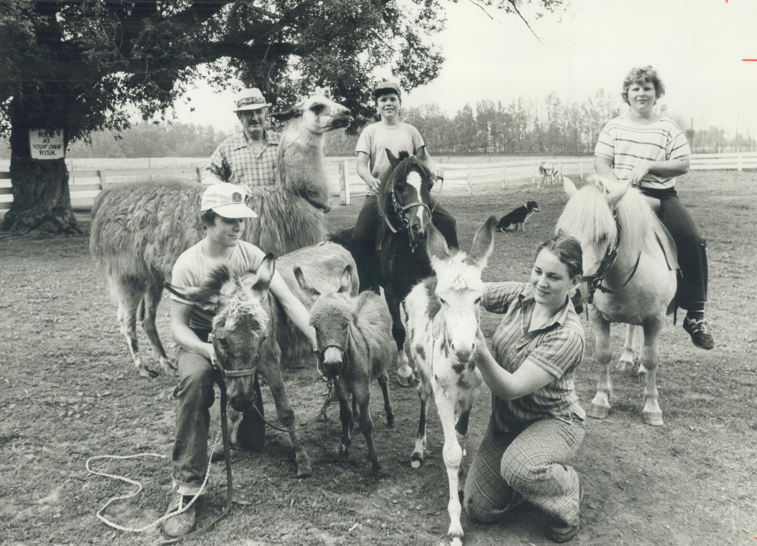Besides 85 Lionel Purcell (left, rear) raises an assortment of go onkeys, llamas, ducks, chickens, peacocks and dov his 140-care farm, within sight of northern Scarborough's high-rises
