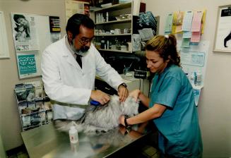 Fluff Ball: Dr. Kevin Saldanha of Mississauga's Creditview Animal Hospital implants microchip into a cat with the help of Rose Nigrello. If pet gets lost, its microchip number can be read by scanners at shelters.