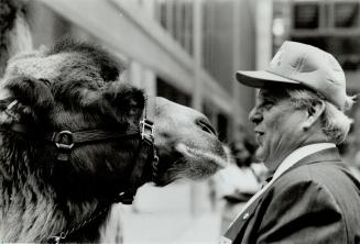 Chatting with the constituents, Bob Sanders, chairperson of the board of management for the Metro zoo, goes head to head with a camel yesterday at Commerce Court