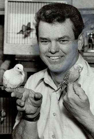 Feathered frineds: Ross Saunders, the Birdman and Pickering, givest two of his friends a little attention