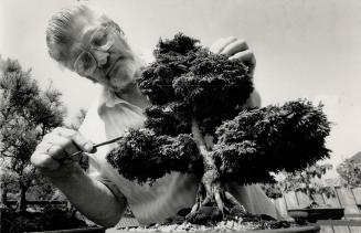 Beautiful Bonsai: Herman Sjouwerman patiently works on his dwarf trees.