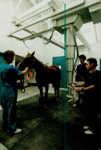Hospital care: Jim Smith prepares a hors for a leg x-ray at Toronto Equine Hospital near Woodbine.