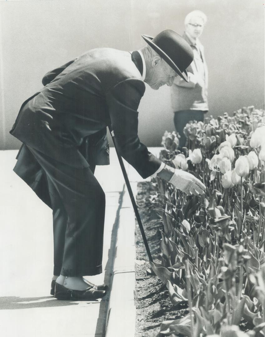 Resplendent in spats, with gloves, bowler and cane, Otto Steiner of Brampton came to view tulips yesterday at Nathan Phillips Square, Steiner said he was a personal friend of Premier William Davis, had a military background and believed people should dress more elegantly