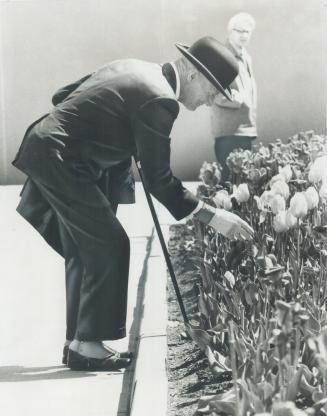 Resplendent in spats, with gloves, bowler and cane, Otto Steiner of Brampton came to view tulips yesterday at Nathan Phillips Square, Steiner said he was a personal friend of Premier William Davis, had a military background and believed people should dress more elegantly