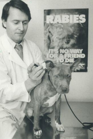 Playing it safe: Veterinarian Martin Tammemagi inoculates Grunt, a young American pit bull terrier, against rabies