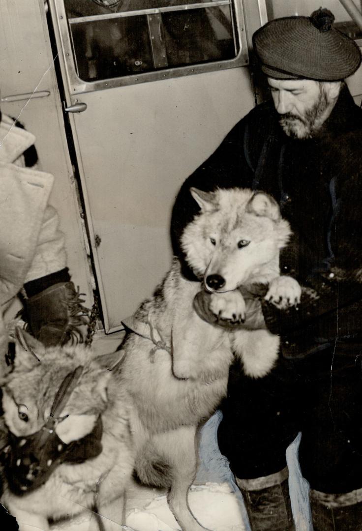 For the first time in Canadian aviation history, wolves were carried as paying passengers when Trainer Laflamme brought his team from Gogama to Sudbury on the first lap of an exhibition tour which will take him to Montreal, Boston and New York