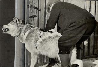 Joe La Flamme, an expert on Canadian sled dogs, has used wolves in harness pulling his sleds