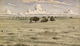 Buffalo Herd, South Saskatchewan River near Elbow, Saskatchewan
