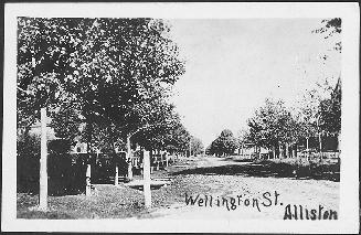 Legend: Wellington Street, Alliston. Shows a dirt road with many trees planted alongside it. Bo ...
