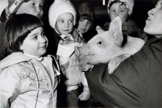 Sara Yellowless from Guardian Day School is introduced to a pig, Donnabrook Farm Interpretive Centre. Bolton, Ontario