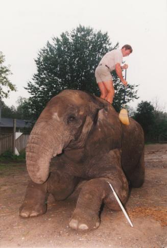 African elephant Angus and trainer Mike Hackenbergerg, Bowmanville Zoo, Bowmanville, Ontario