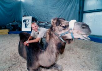 Zoo intern Dan Ross with a camel, Bowmanville Zoo, Bowmanville, Ontario