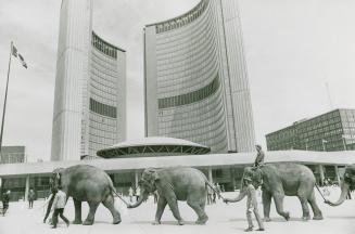 Ring around the city hall. Linked trunk-to-tail in a massive show of force, the first group of a parade of 11 elephants stamps onto Nathan Phillips Sq(...)