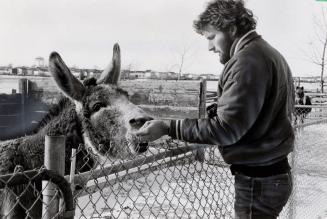 Pet donkey at Chinguacousy Park gobbles down a tid-bit offered by a visitor. Bramalea (Brampton), Ontario
