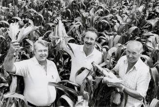 Festival president Jim Hyde (left) with Steve and Carl Laidlaw, who are supplying 12,000 corn cobs for the Brampton Pine and Rose Festival. Brampton, Ontario