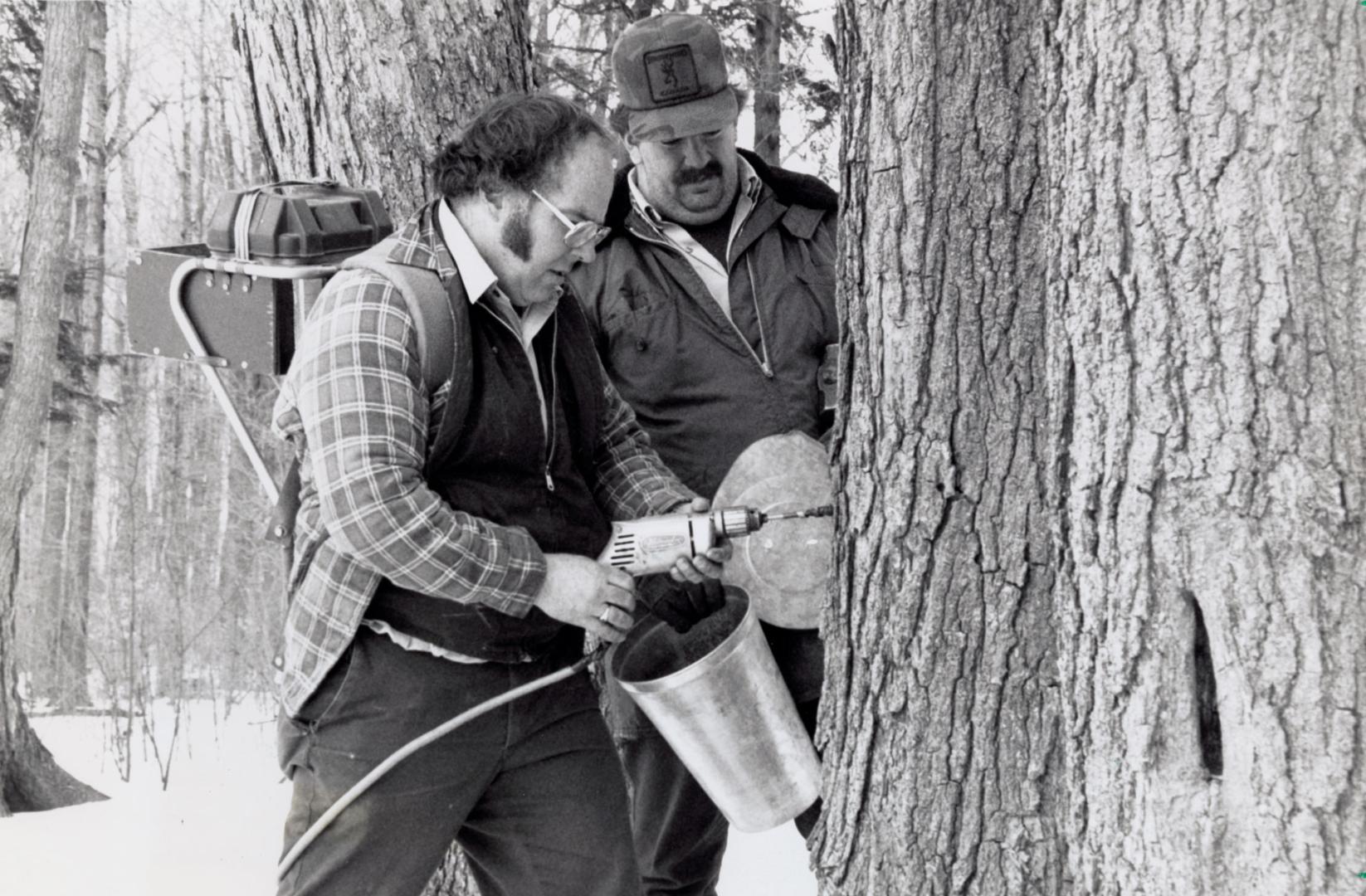 Brian Crozier drills to tap sap while coworker Grant Moravek watches. Bruce's Mill Conservation Area, Ontario