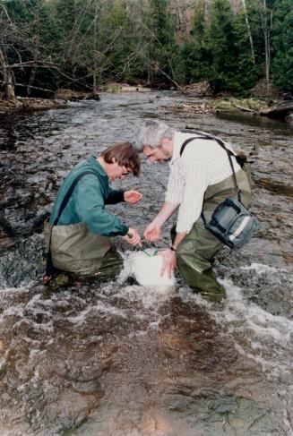 Two men in waders, in the middle of a shallow river, scooping something out of a white bucket w…
