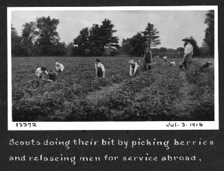 Scouts doing their bit by picking berries and releasing men for service abroad