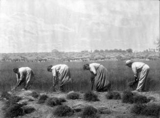 Three women and one man pulling flax on a farm