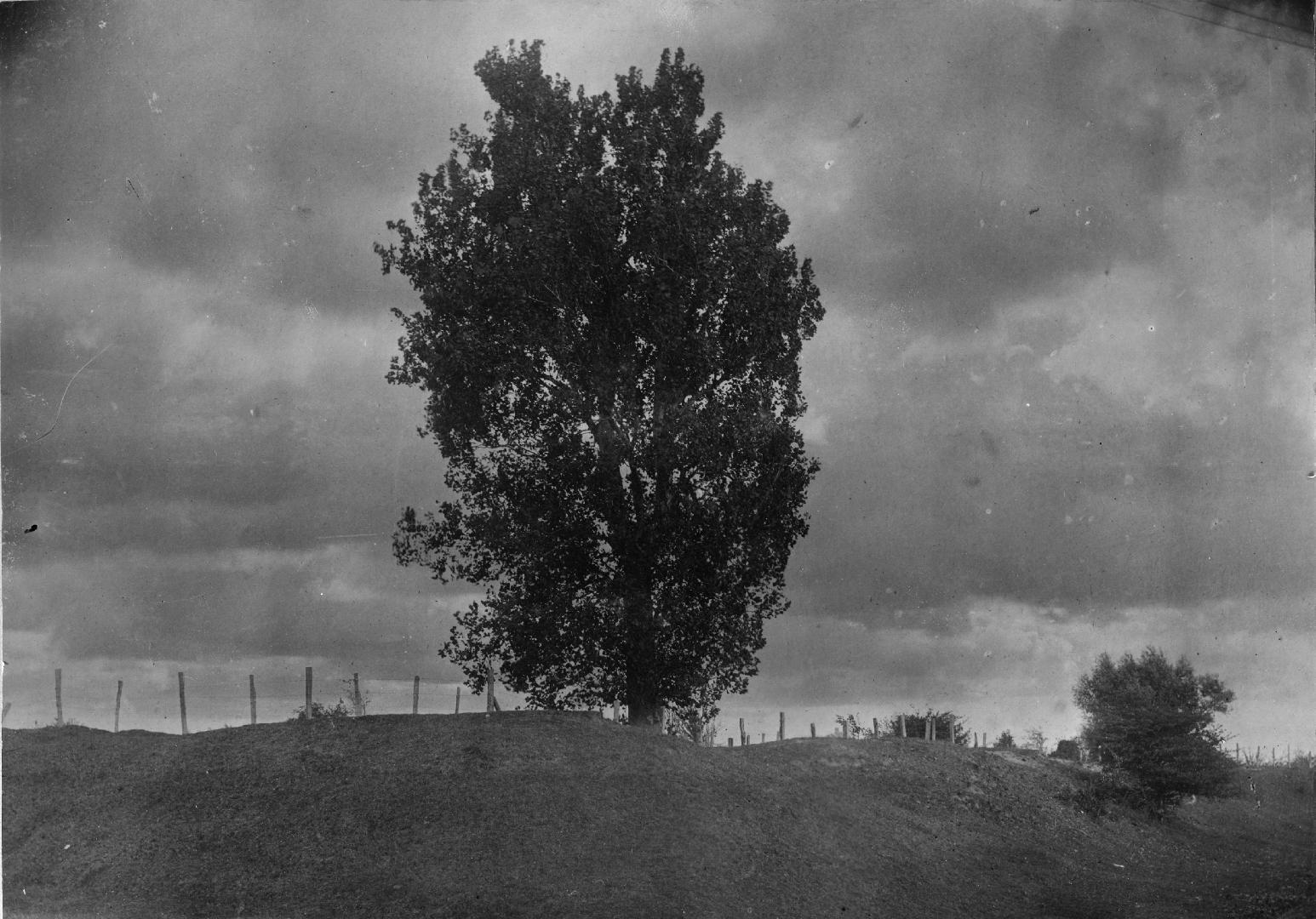 Fort George, ''St. George's Lonely Sycamore on Fort George Heights, Niagara''