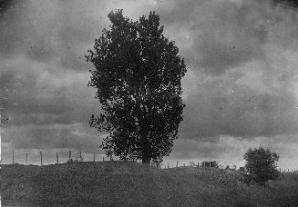 Fort George, ''St. George's Lonely Sycamore on Fort George Heights, Niagara''