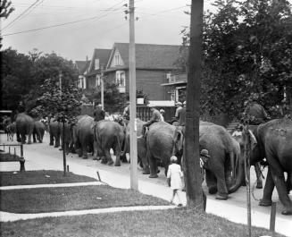 Circus, elephants, on way to Dufferin Park Race Track, perhaps on Brock Avenue